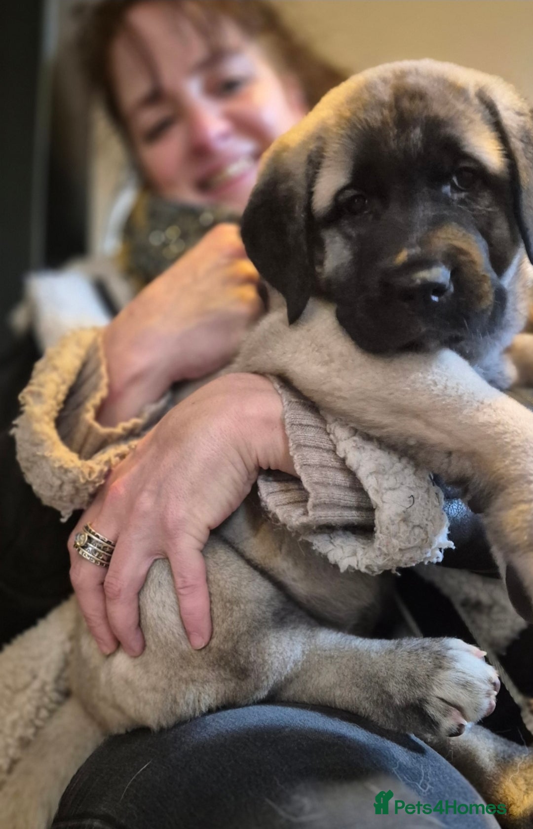 Turkish Kangal dogs for sale: Female Kangals - Advert 9