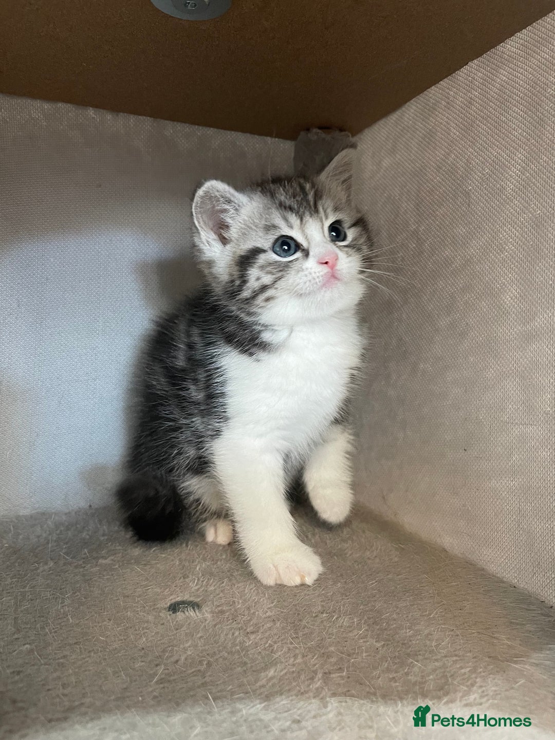 Mixed Breed cats for sale: Half British longhair kittens  - Image 7