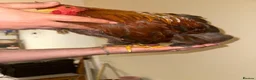 Chickens poultry for sale:  a gamefowl / mixed backyard roster breed traits. - Advert 5