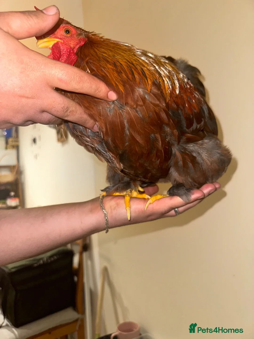 Chickens poultry for sale:  a gamefowl / mixed backyard roster breed traits. - Advert 5