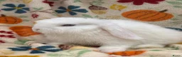 Mini Lop rabbits for sale: Blossom View Babies ready now!! - Advert 8