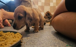 Miniature Dachshund dogs for sale: Daxie medium coat puppies dapples and black & tan  - Image 12