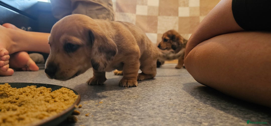 Miniature Dachshund dogs for sale: Daxie medium coat puppies dapples and black & tan  - Image 12