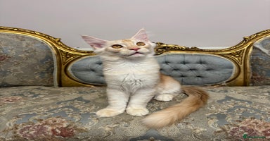 Maine Coon cats - Advert 14