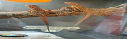Bearded Dragon reptiles for sale: Bearded dragons in Hull - Advert 14