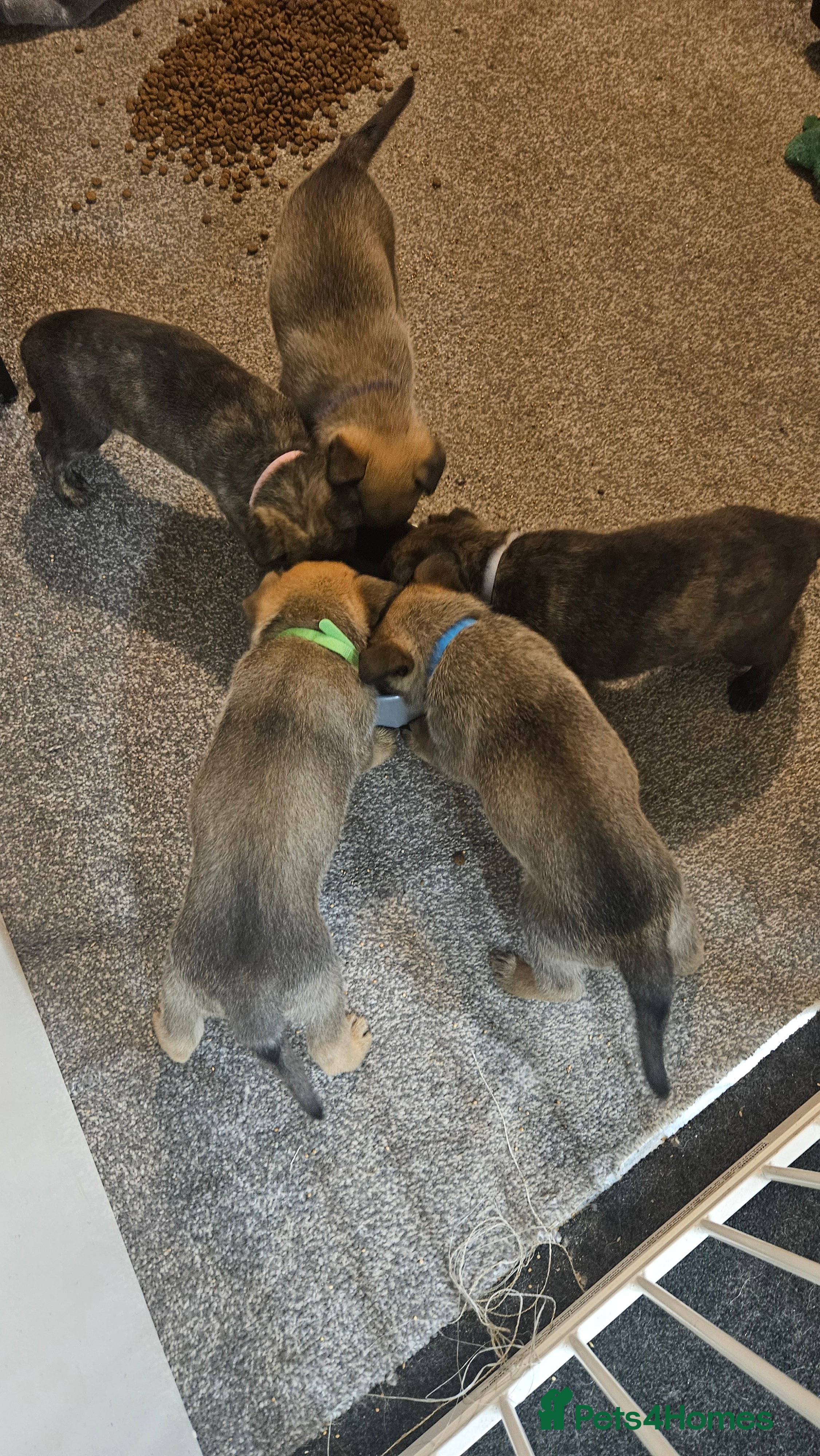Mixed Breed dogs German shepard×Belgian malinois puppies  - Advert 8