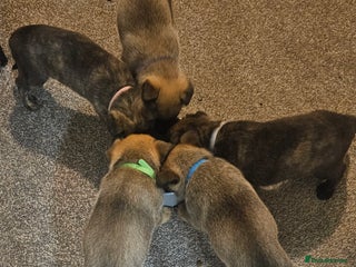 Mixed Breed dogs German shepard×Belgian malinois puppies - Advert 1