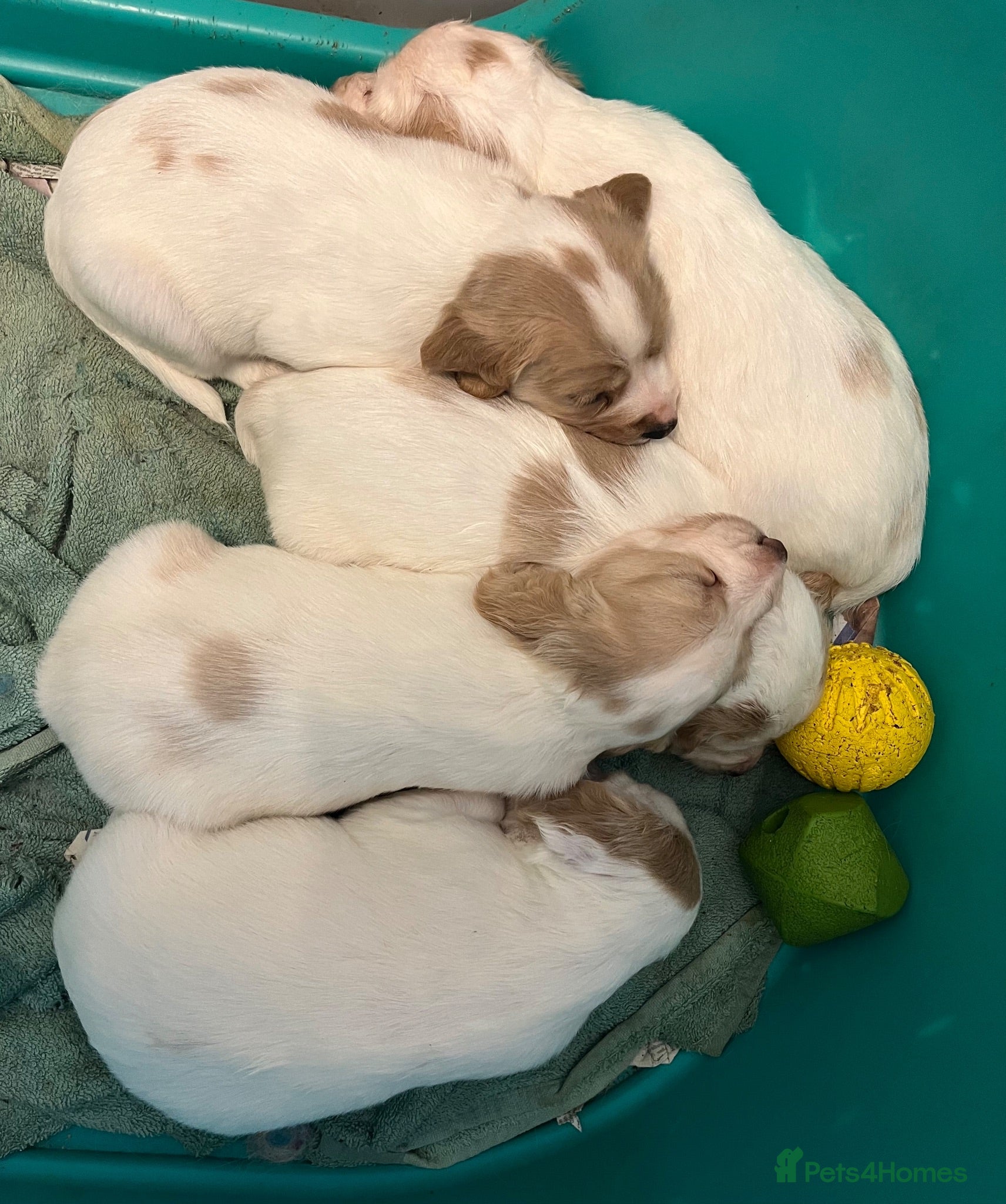 Cocker Spaniel dogs Working Cocker Spaniels - Advert 15