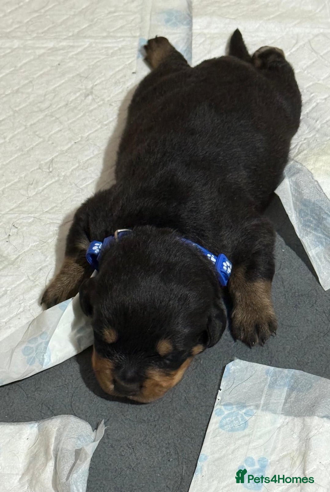 Rottweiler dogs for sale: Rottweiler puppies - Image 8