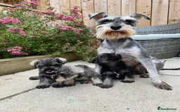 Miniature Schnauzer dogs for sale: Miniature Schnauzer Puppies  - Image 6