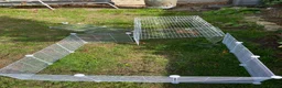 Guinea Pig rodents for sale: 2 Guinea pigs & cage+supplies - Advert 16