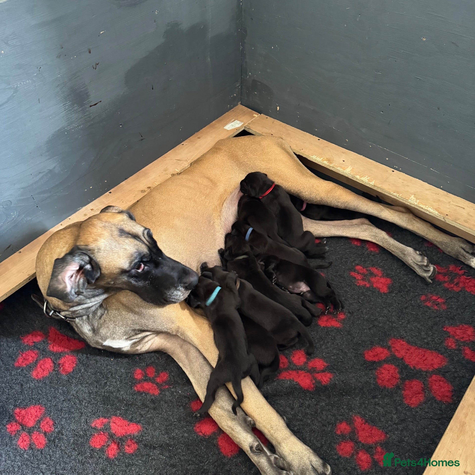 Great Dane dogs Beautiful KC Great Dane puppies  - Advert 6