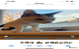 Domestic Shorthair cats for sale: Free to a loving home  - Image 5