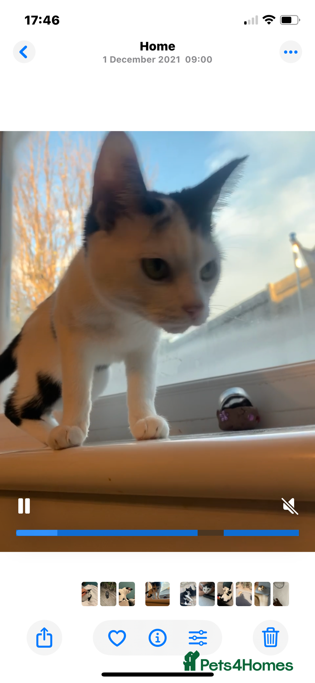 Domestic Shorthair cats for sale: Free to a loving home  - Image 5