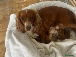 Cockapoo dogs F1 cockapoo - Advert 5