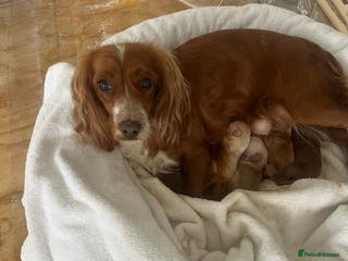 Cockapoo dogs F1 cockapoo.pra,prcd clear.Only one boy left - Advert 5