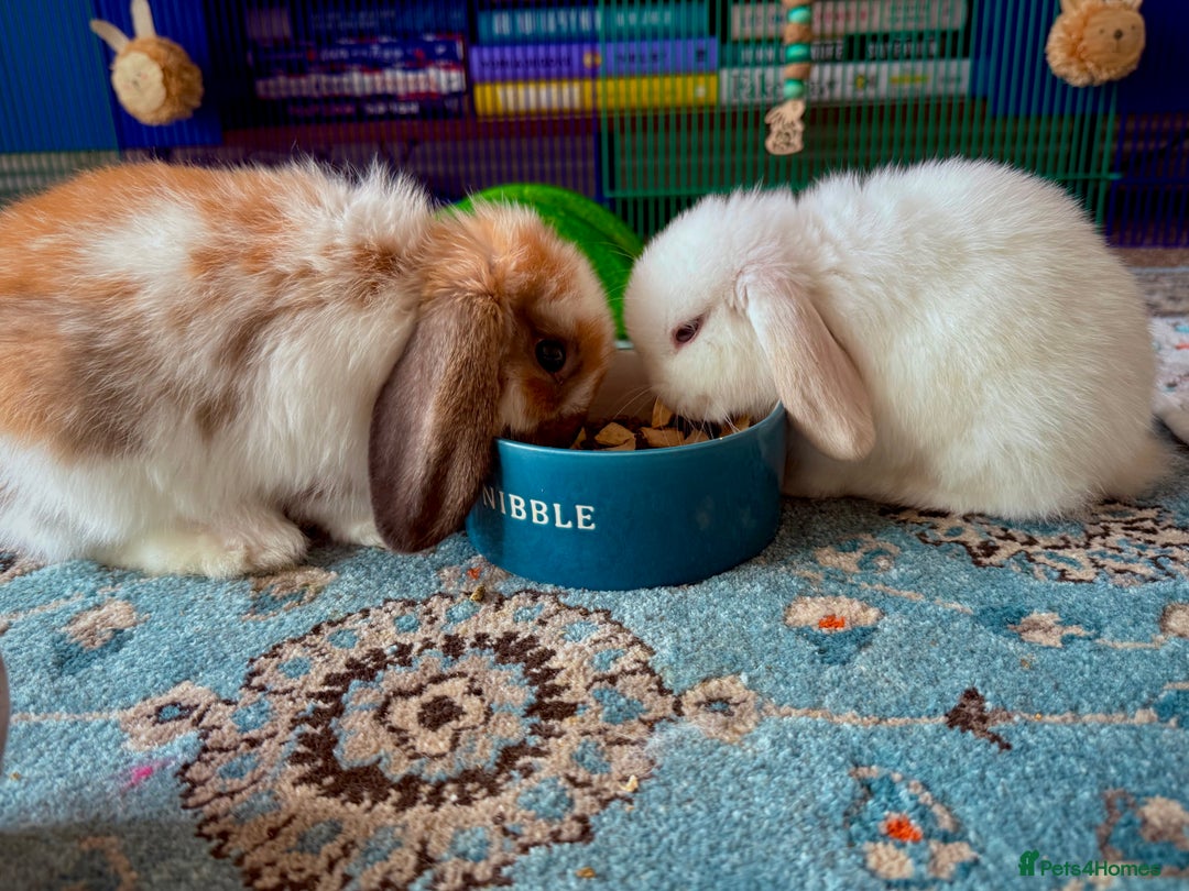 Mini Lop rabbits for sale: Mini lop babies - Image 13