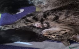 Domestic Shorthair cats for sale: three male kittens  - Image 8