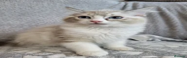 Seal Tabby Bicolour