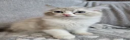 Ragdoll cats for sale: GCCF registered Ragdoll Kittens  - Advert 15