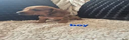 Dachshund dogs for sale: Kc dachshund puppies! - Advert 16
