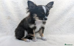 Chihuahua dogs for sale: Chihuahua Puppies Long Haired Kennel Club KC  - Image 2