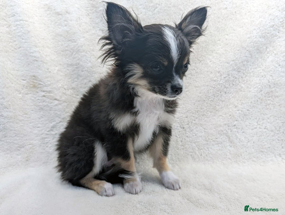 Chihuahua dogs for sale: Chihuahua Puppies Long Haired Kennel Club KC  - Image 2