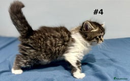 Mixed Breed cats for sale: 4 fluffy girls - Image 17