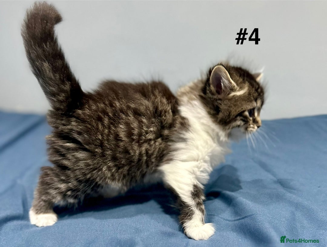 Mixed Breed cats for sale: 4 fluffy girls - Image 17