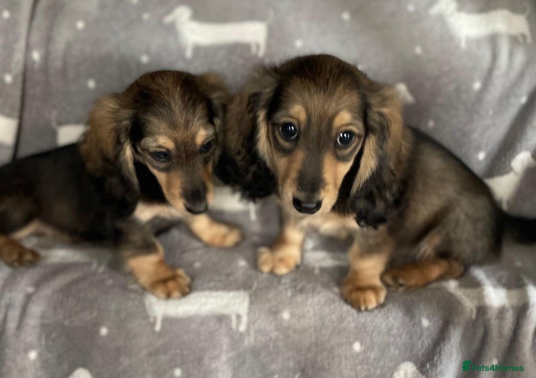 Miniature Dachshund dogs for sale: Miniature Longhaired Dachshunds - Image 5