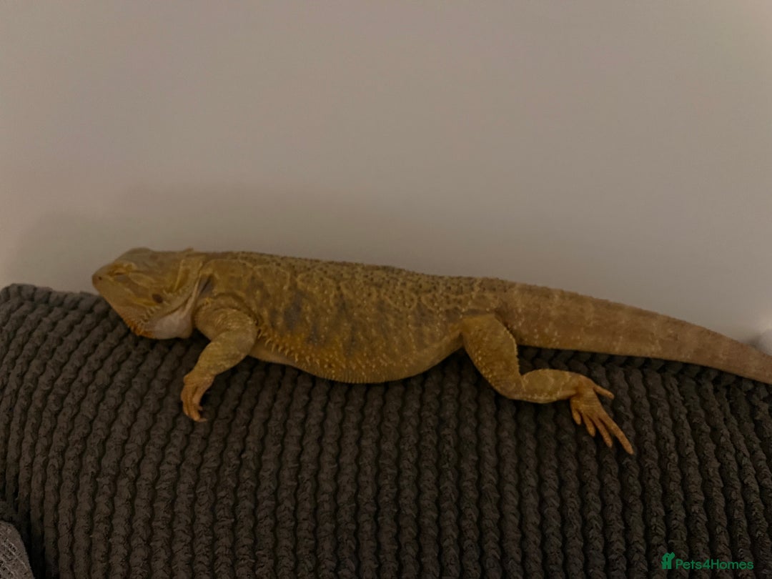Bearded Dragon reptiles for sale: Bearded dragon and full set up  - Image 7