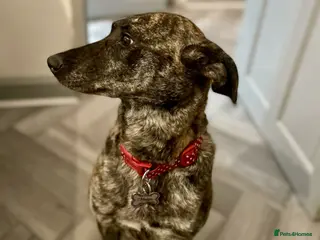 Mixed Breed dogs MAIZIE - Advert 1