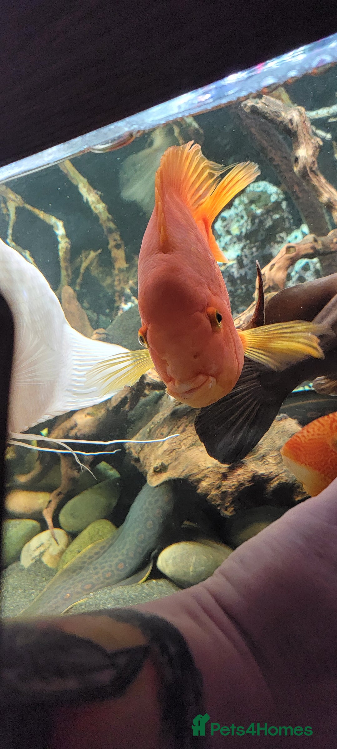 Cichlids fish for sale: Large cichlids and catfish  - Advert 3