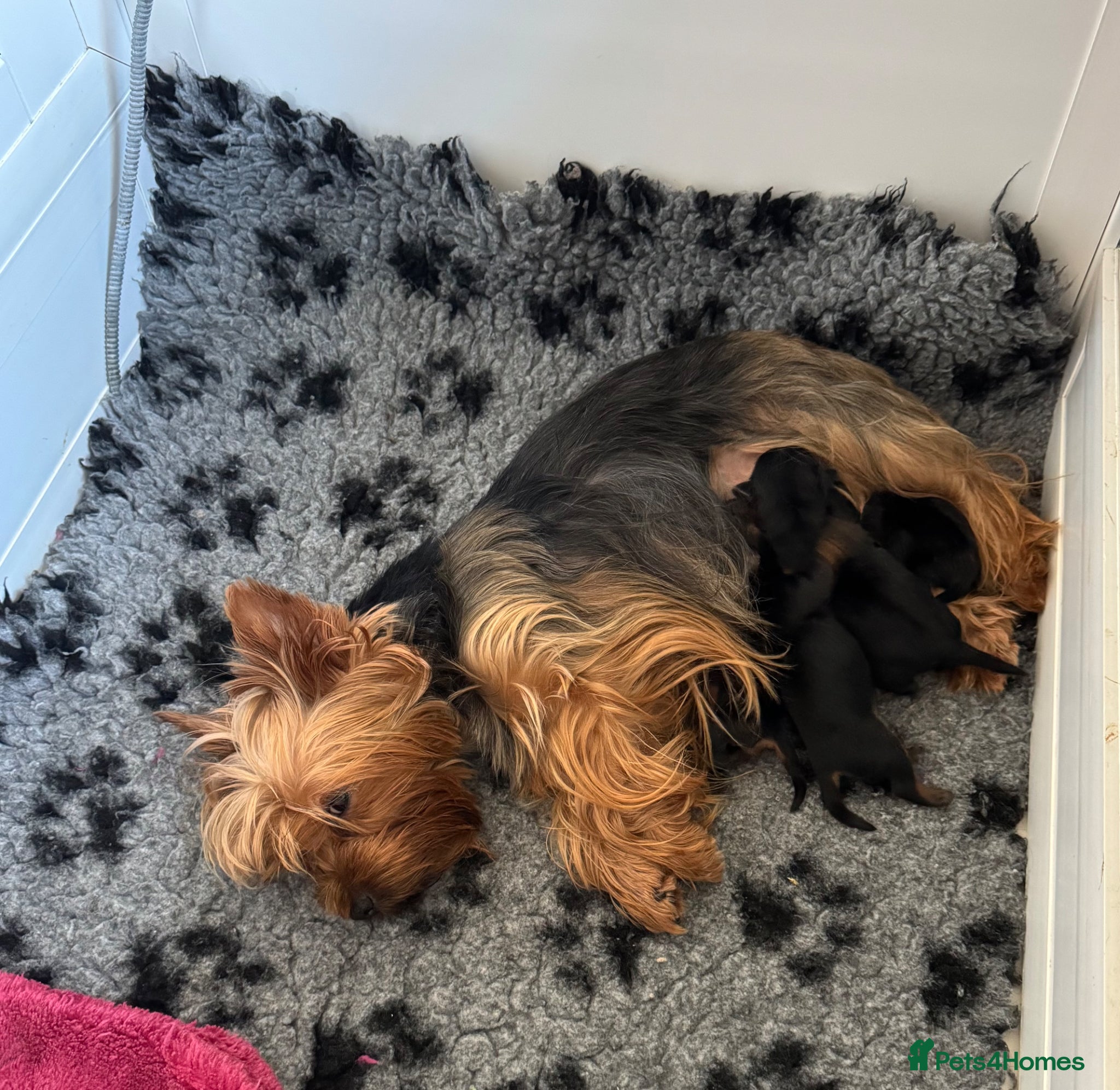 Yorkshire Terrier dogs Kennel Club Champion lines Females - Advert 1