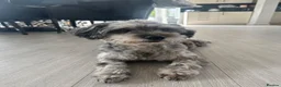 Shihpoo dogs for sale: Stunning Shihpoo FB1 Puppies in Wickford - Advert 6