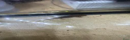 Axolotl reptiles for sale: Axolotls  in Colchester - Advert 2
