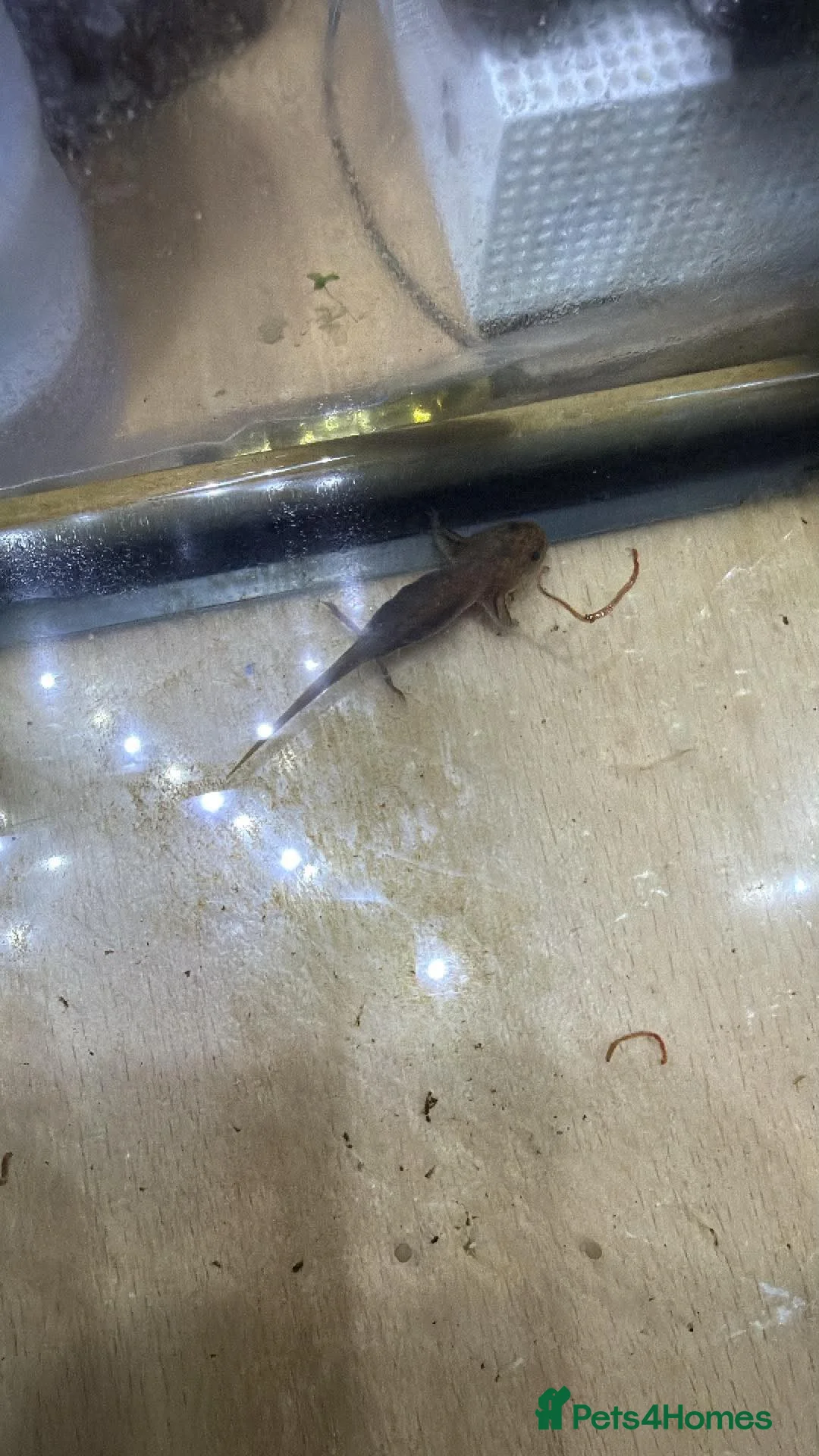 Axolotl reptiles for sale: Axolotls  in Colchester - Advert 2