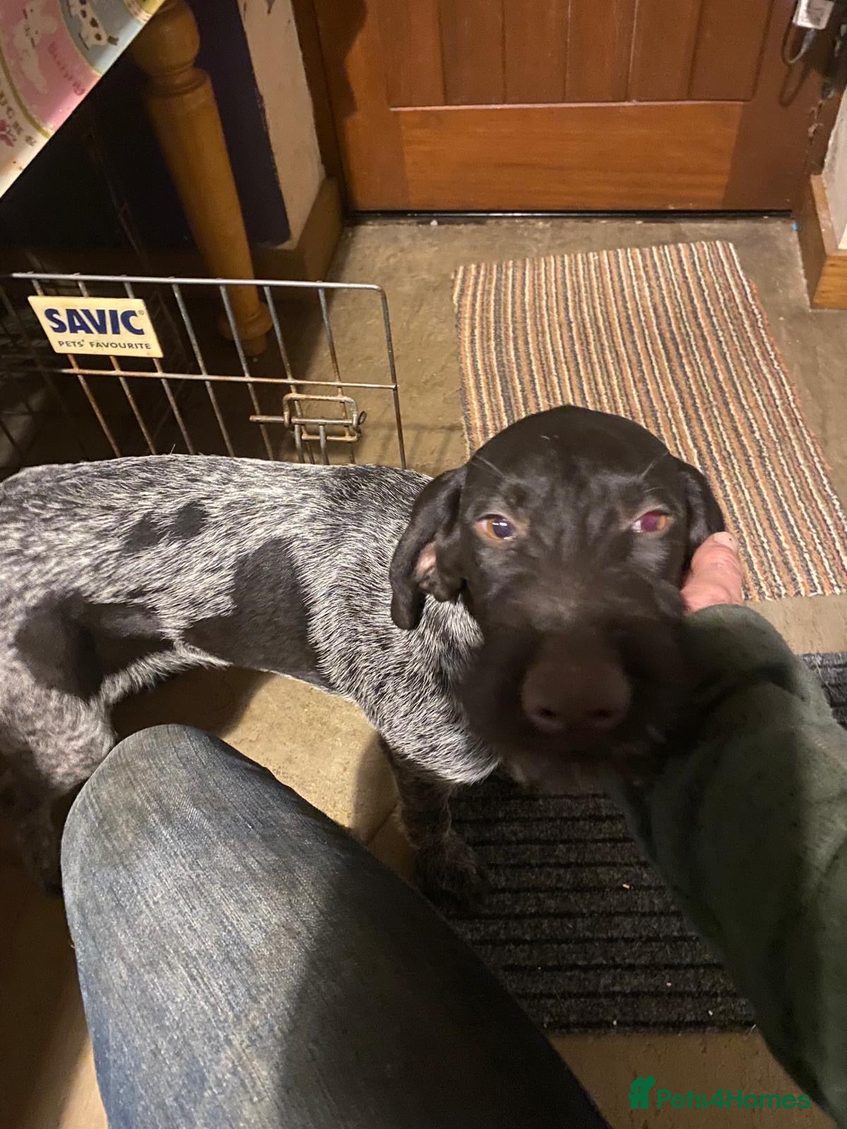 German Wirehaired Pointer dogs Lovely young German Wire Haired Pointer Bitch  - Advert 6