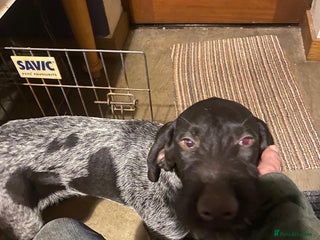 German Wirehaired Pointer dogs Lovely young German Wire Haired Pointer Bitch - Advert 4