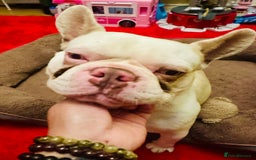 French Bulldog dogs for sale: French Bulldog Male  - Image 2