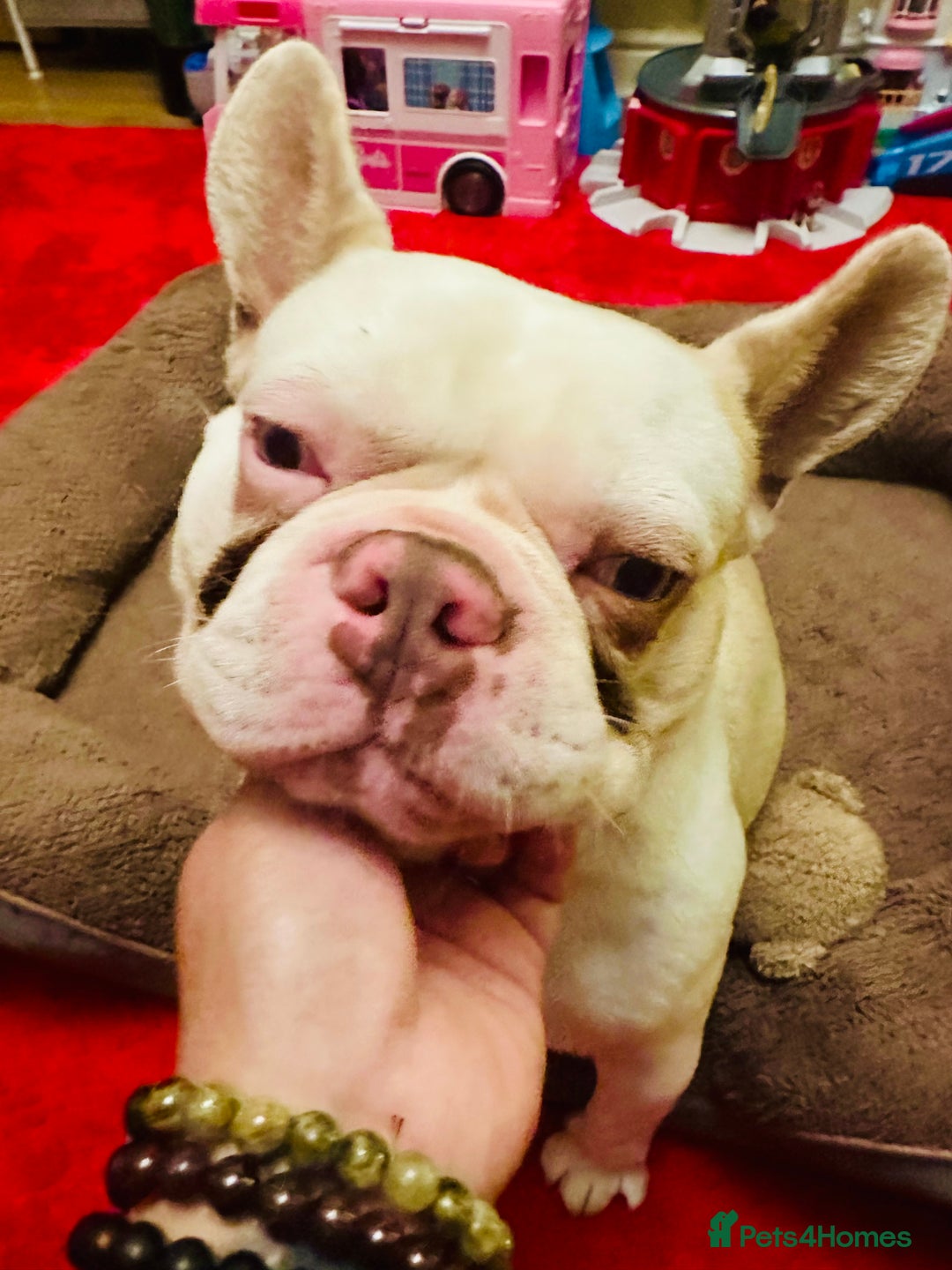 French Bulldog dogs for sale: French Bulldog Male  - Image 2
