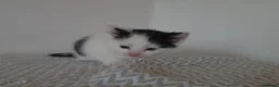Mixed Breed cats for sale: Beautiful Kittens Looking for Loving Homes - Advert 13