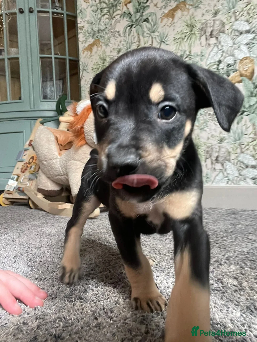 Mixed Breed dogs for sale: Saluki bull - Advert 12