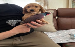 Cocker Spaniel dogs for sale:  Cocker spaniel puppies  - Advert 11