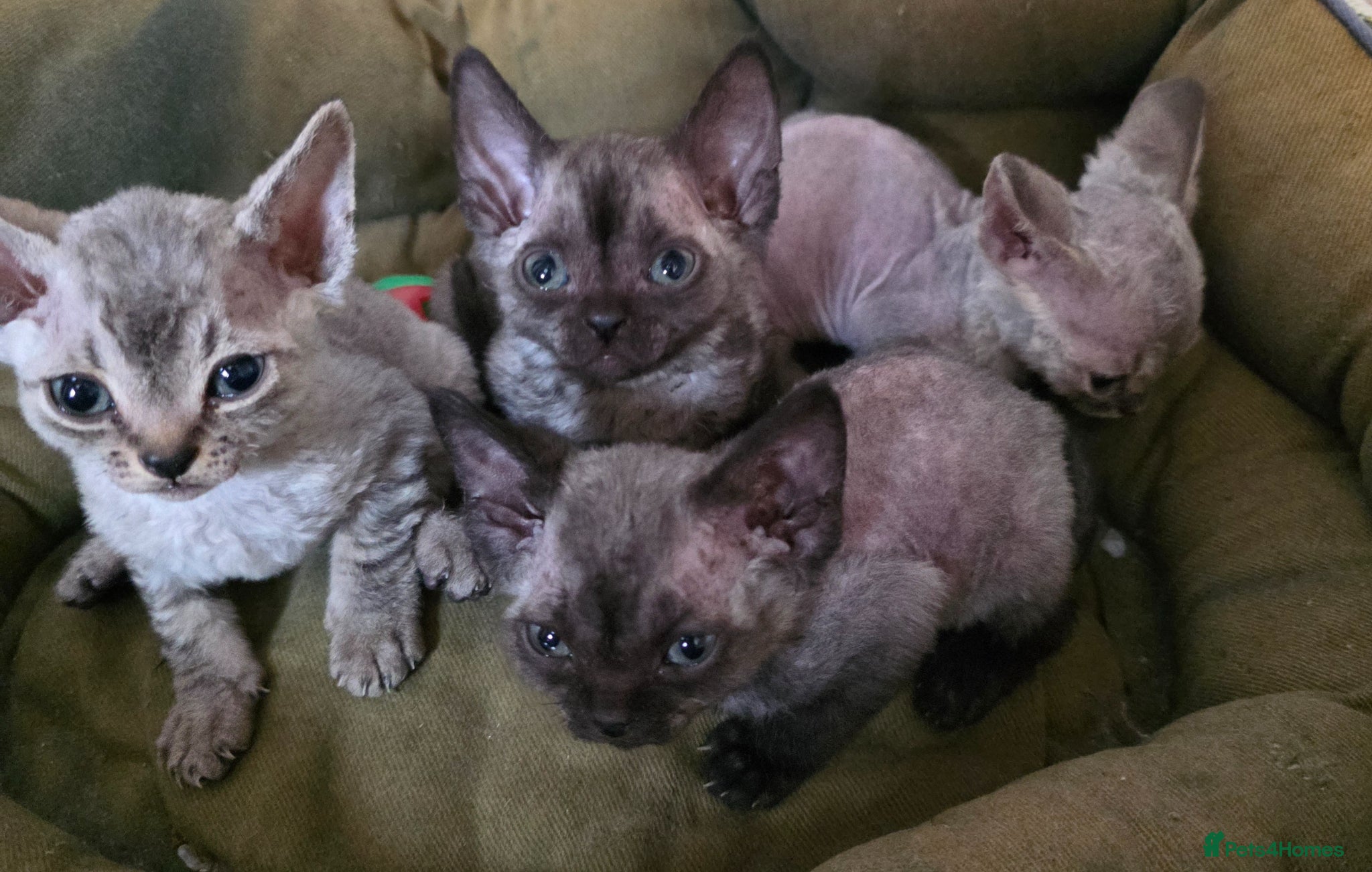 Devon Rex cats Pedigree TICA Registered Devon Rex - Advert 2