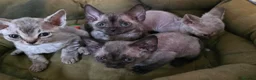 Devon Rex cats for sale: Pedigree TICA Registered Devon Rex - Advert 2