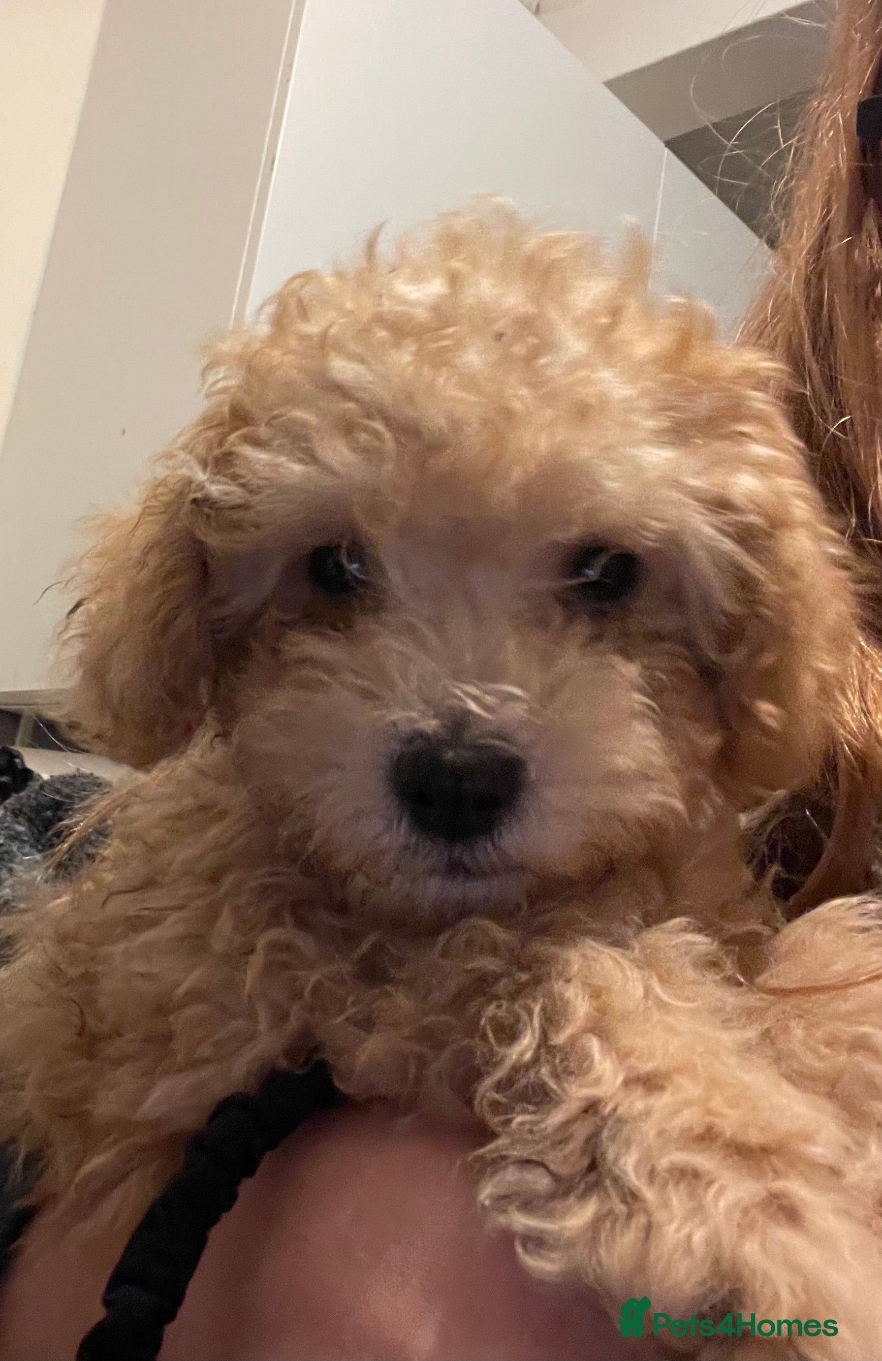 Maltipoo dogs 🐶We have 5 stunning toy Maltipoos🐶  - Advert 10