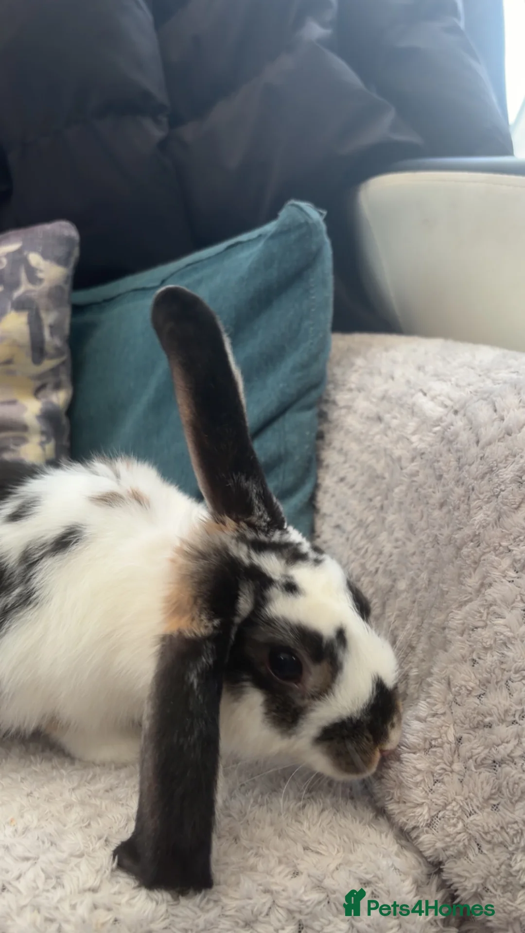 English Lop rabbits for sale: female english lop for sale in Bridgwater - Advert 2
