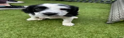 English Springer Spaniel dogs for sale: Springer Spaniels 4 x Boys in Wakefield - Advert 3