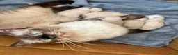 Ragdoll cats for sale: ⭐5 beautiful pure ragdolls ⭐ in Knighton - Advert 4